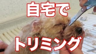 【素人】トイプードル自宅でトリミングしてみた【成功？失敗？】
