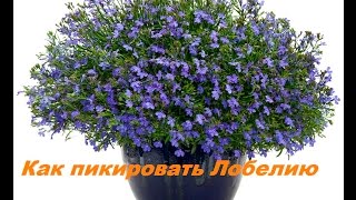 Лобелия,Как правильно и быстро ее пикировать