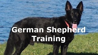 Advanced Off Leash Training with German Shepherd