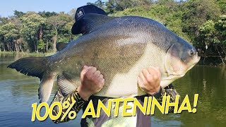 100% ANTENINHA NO PESQUEIRO PANTANOSSO, MUITA AÇÃO NA SUPERFÍCIE!