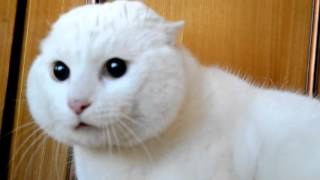 Кот кричит на голову куклы (испуганный кот) scared cat (кошка орет)