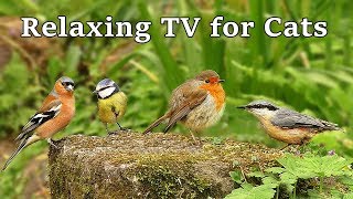 Videos for Cats to Watch : Calming TV for Cats to Watch Birds - Bird and Nature Sounds