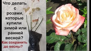 Саженцы роз, как хранить до посадки? Мой опыт.