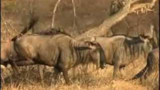 Serengeti National Park - Tanzania