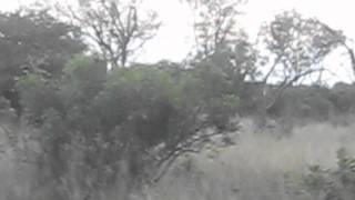 Duelling Leopards at MalaMala Game Reserve