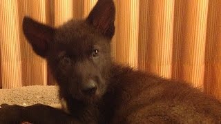 Wolf pup in bed - Lorne at 7 weeks! (Horribly Cute)