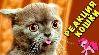 КАК КОШКА РЕАГИРУЕТ НА ДЕТСКУЮ ИГРУШКУ. Приколы с котами и котиками 2019. Смешные кошки