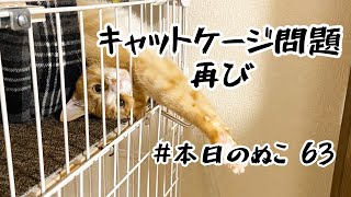 本日のぬこ63 【キャットケージ問題再び】