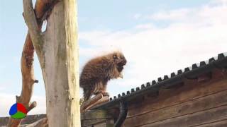 Смешное Видео - Бобры тоже умеют танцевать
