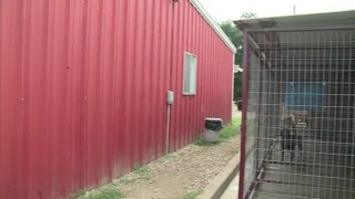 Unwanted dog adopted by millionaire