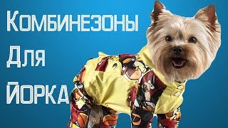 Комбинезоны для йоркширских терьеров и других собак.