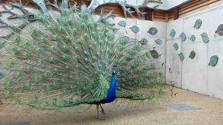 A blue peacock opening his tail up close to the camera (HD)