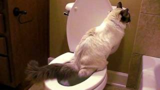 #8 CoCoBean the Toilet Trained Ragdoll Cat