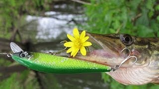Константин Кузьмин. Приманка "Зелёный китаец".
