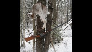 Охота с биглем. Веня. Микс - результативные выходы.