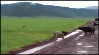 Lion Attack Buffalo Best animals fights  with wild 2016 animals lion tiger bear attack