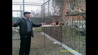 Армавирские короткоклювые бойные голуби .Элитные голуби(Анатолий Коптев , г. Курганинск . РФ )