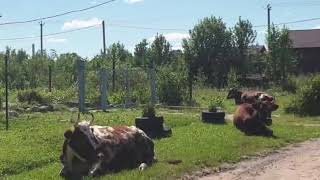 Деревенские приколы/городская деревня