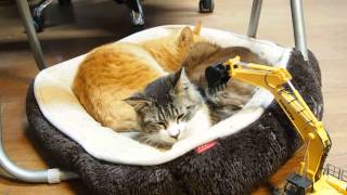 ラジコンユンボでうちの猫をマッサージ