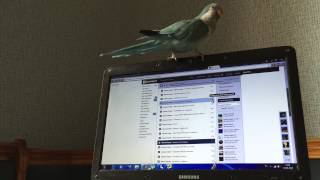 Попугай Калита-Монах (квакер) танцует/ Quaker parrot dancing
