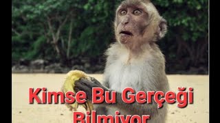 MAYMUNLAR MUZU NASIL SOYAR İŞTE BÖYLE - HOW MONKEYS PEEL BANANA #nasılyapılır