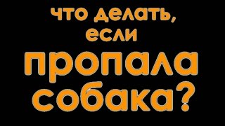 Пропала собака