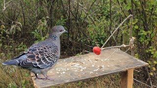 Awesome Super Quick Survival Snare Bird Trap - How to make super easy bird trap work 100%