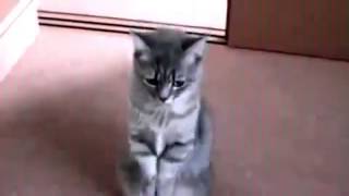 Кот попрошайка