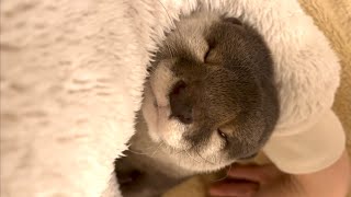 カワウソさくら 年越しの瞬間まで起きられなかったちびっ子たち Otter and cat sleeping on New Year's Eve
