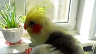 Как научить кореллу петь. Как поет корелла. Cockatiel sings
