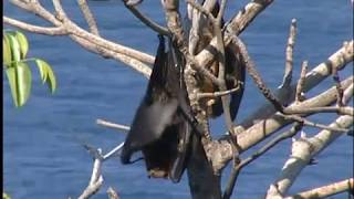 Latitude Malgache - Sakatia. Les brookesias de l'île sacrée - Madagascar