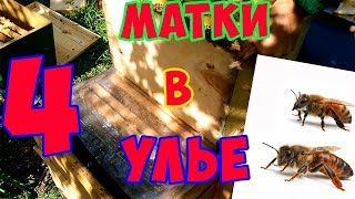 Четыре матки в одном улье.Готовим семью пчел к Медосбору с подсолнуха.Замена маток.часть 1