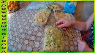 ВЫРАЩИВАНИЕ РАССАДЫ ГОРОШКА И ФАСОЛИ В ОПИЛКАХ!