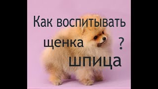 Как воспитывать щенка шпица ? Могут ли шпицы обижаться и мстить ?