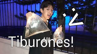 COMPRO UN SUPER TIBURÓN  *No pensé  que crecieran tanto* [Victor Marquez]