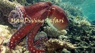 Осьминог и днем и ночью. Красное море.