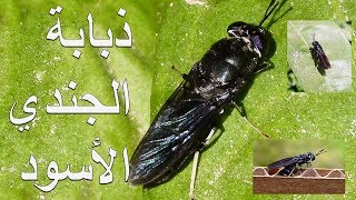 تحويل القمامة العضوية  إلى أعلاف للدواجن و الأسماك باستخدام يرقات ذبابة الجندي الأسود