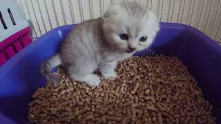 ЛУЧШИЕ ВИДЕО ПРО КОТЯТ 2020 ? МИЛЫЕ КОТЯТА БЕСЯТСЯ И РЕЗВЯТСЯ Кошки скоттиш фолд