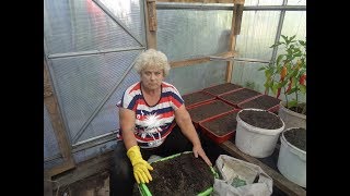 ПОРА ГОТОВИТЬ ГРУНТ ДЛЯ РАССАДЫ! Ольга Чернова.
