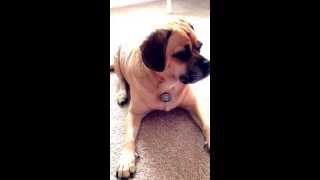 My dog, Ralph the Puggle, models my new Origami Owl Chocolate Locket. www.whitehouseowls.com