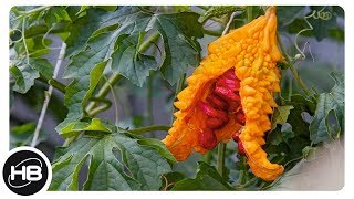 10 самых необычных фруктов. Факты о фруктах
