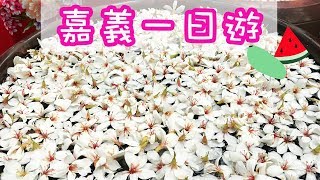 【嘉義一日遊】2018 ⎥荷苞山桐花祭菁⎥埔貓世界⎥品皇咖啡博物館⎥摘土芒果 (中字）