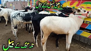 دھنی نسل کے تلہ گنگ کے خوبصورت بیل فریش ریٹس ملہوانہ موڑ مویشی منڈی ضلع جھنگ