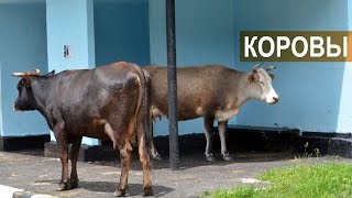 Коровы в п. Гузерипль (Адыгея).