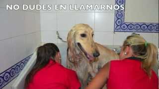Peluquería Canina "EL LADRIO" NUESTRAS INSTALACIONES
