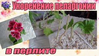 Укоренение  черенков королевской пеларгонии в перлите в домашних условиях .Часть 1-я