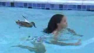 When Ducks Go Bad - Pesky Pool Duck