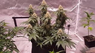 Beginner Growers guide. Episode 1 what do I need to start growing medical or recreational cannabis?