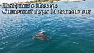 Дельфины в Несебре Солнечный Берег 14 мая 2017 год.