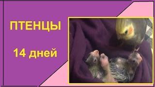 Птенцы 14 дней. Перемена места. КОРМЛЕНИЕ ПТЕНЦОВ. РАЗВЕДЕНИЕ КОРЕЛЛ 1-й сезон.